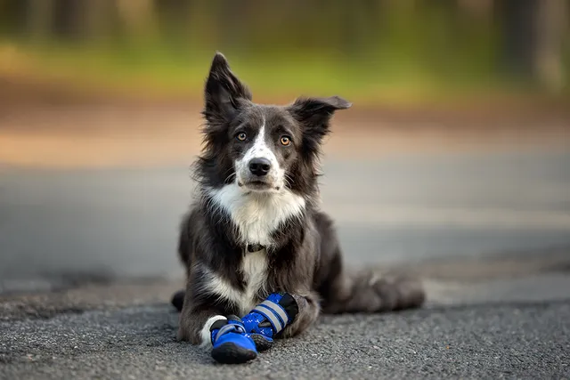 Do Dogs Need Shoes? Vet-Reviewed Safety & Facts Explained
