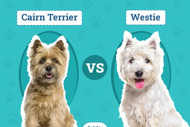 Cairn Terrier vs Westie: The Key Differences (With Pictures)