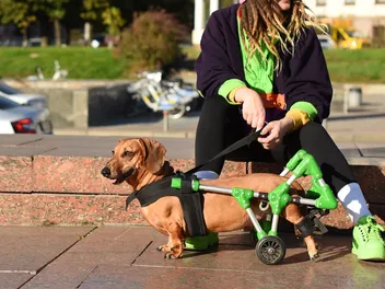 9 DIY Dog Wheelchairs That You Can Build Today! (With Instructions)