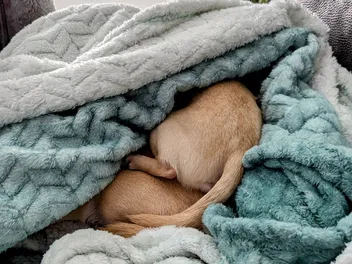 What Is It With Chihuahuas and Burrowing? Dr. Karyn's Experience With Ned & Fred