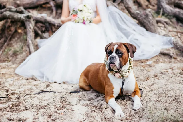 15 Tips for a Dog-Friendly Wedding (Vet Approved)