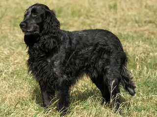 Picardy Spaniel Dog Breed: Info, Pictures, Traits & More