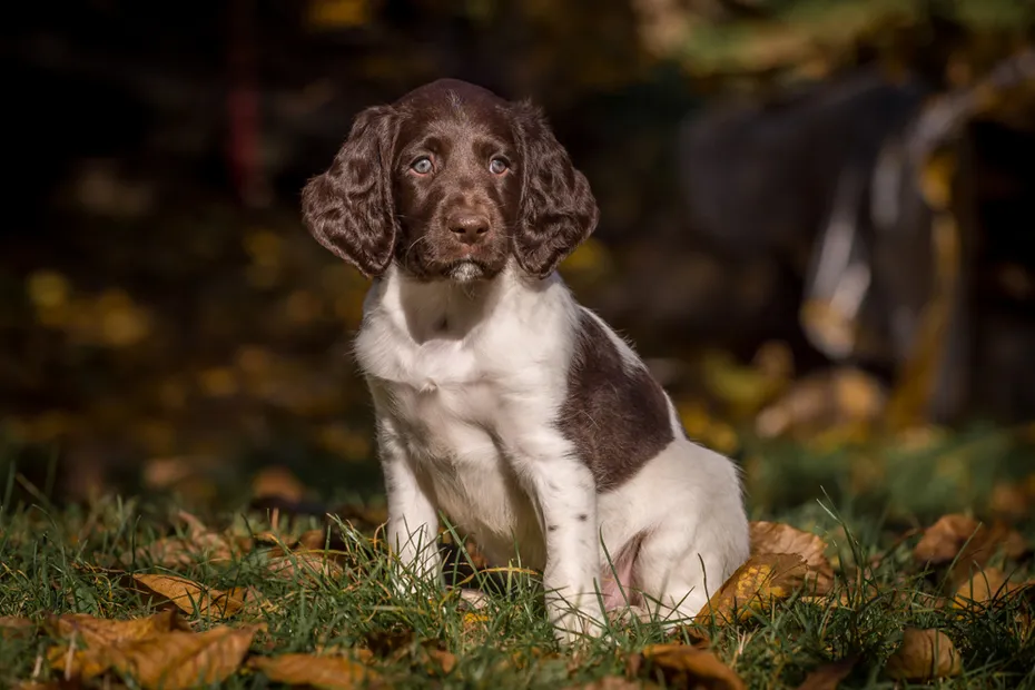 Small Munsterlander puppy