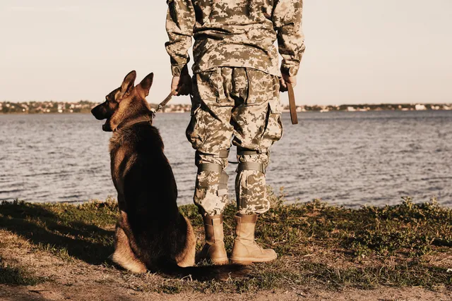 Navy Seal Dogs: Exploring Their Incredible World