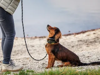 How to Train Mixed-Breed Dogs: 9 Vet-Approved Tips