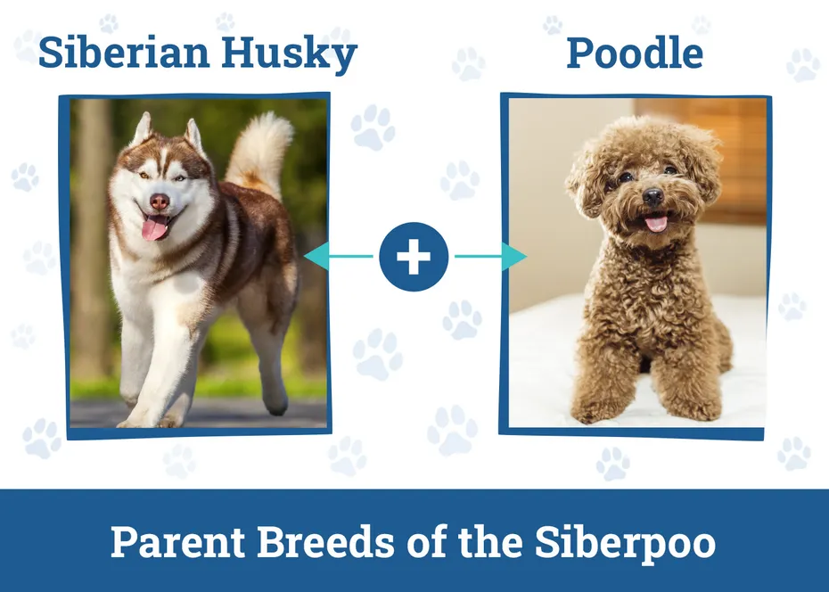 Parent Breeds of the Siberpoo