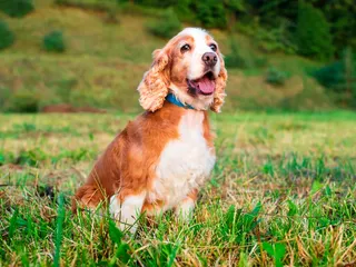 How Old Is 8 in Dog Years? Vet-Approved Age Guide by Breed Size