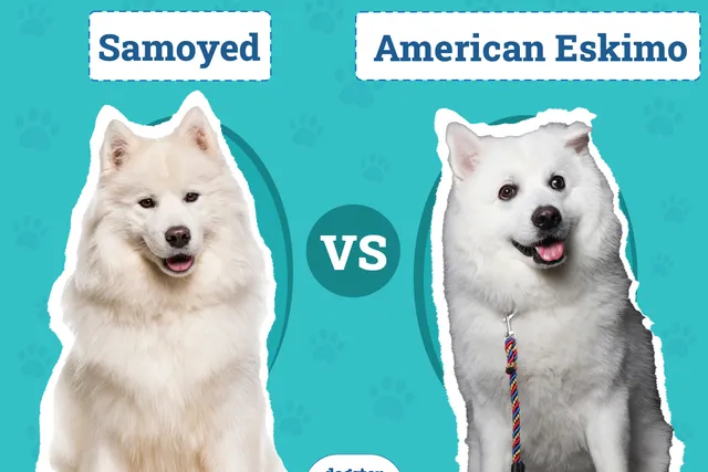 Samoyed vs American Eskimo: The Differences (With Info & Pictures)