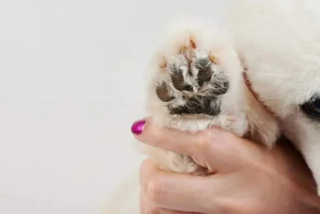 How to Trim Dog Paw Hair: 6 Vet-Approved Steps