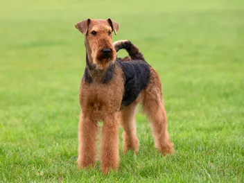 Are Airedale Terriers Hypoallergenic? Vet-Verified Facts
