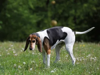 English Foxhound Dog Breed: Info, Pictures, Care & More