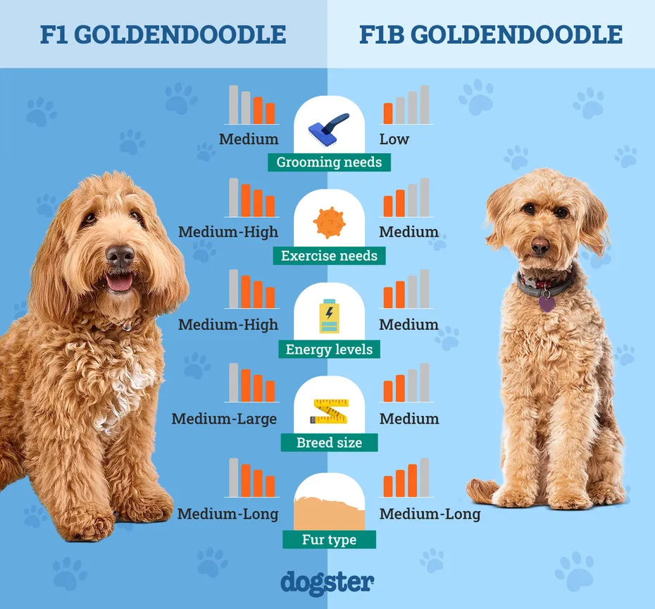 Dogster_Side by Side Comparison_ F1 Goldendoodle vs F1B Goldendoodle