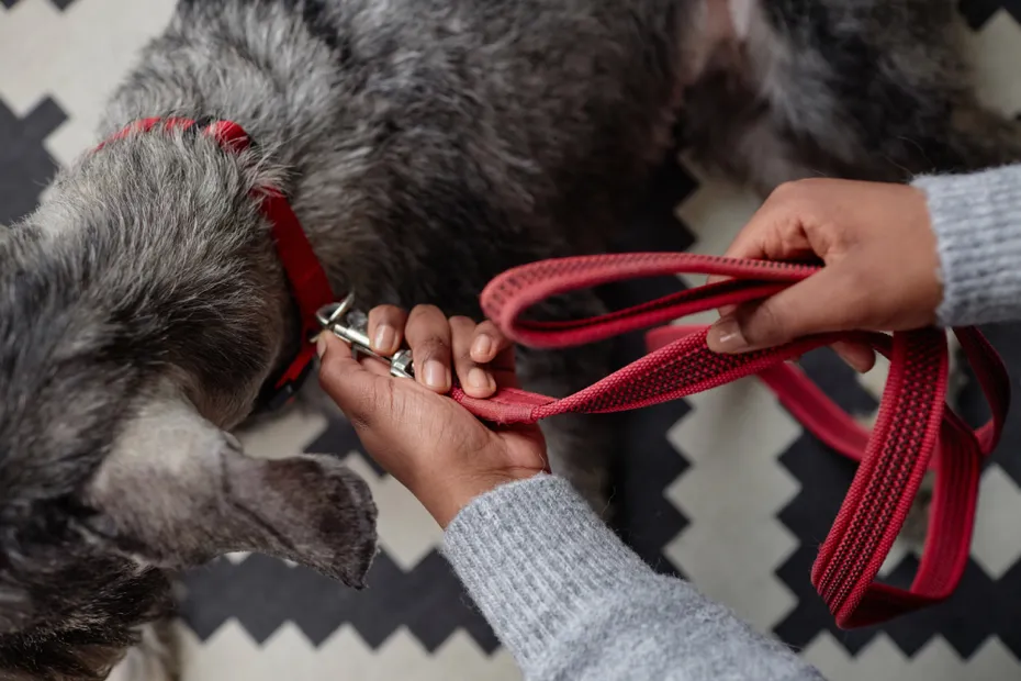 woman using a safety clip on a leash and collar on schnauzer dog getting ready to go for walk