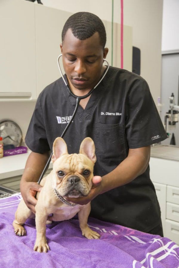 Meet Dr. Diarra Blue, Co-Star of Animal Planet's 'The Vet Life'