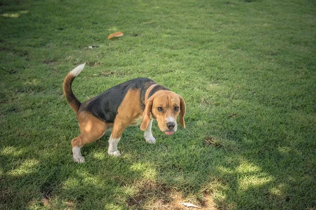 Why Does Dog Pee Kill Grass? 5 Ways to Prevent This