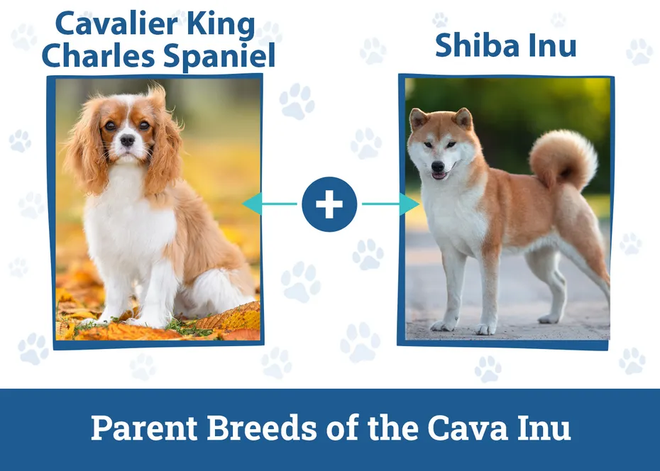 Parent Breeds of the Cava Inu