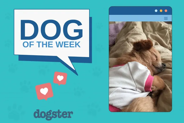 Dogster Photo Contest: Dogs of the Week Winners (October 30, 2025)