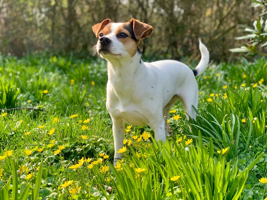 Tricolor Danish Swedish framdog