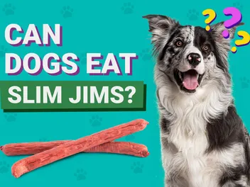 Can Dogs Eat Slim Jims? Vet-Verified Nutrition Info & Risks