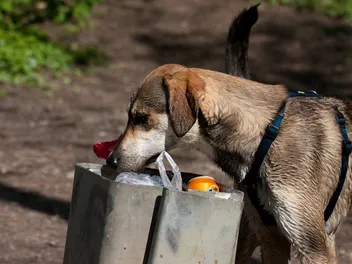 Why Does My Dog Get Into the Trash? 5 Vet-Reviewed Reasons