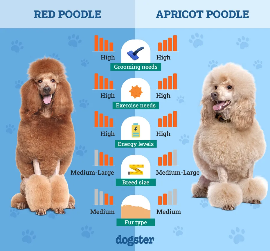 Dogster_Side by Side Comparison_ Red Poodle vs Apricot Poodle