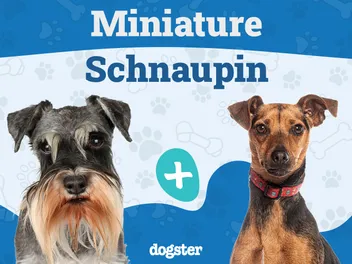 Miniature Schnaupin Dog Breed: Info, Pictures, Care & More