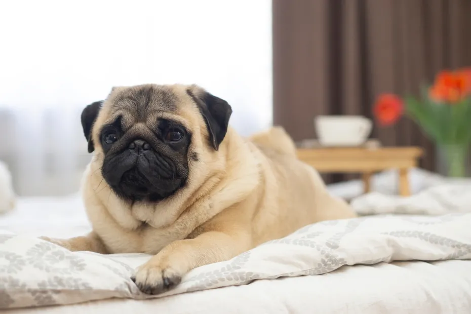pug dog lying on bed
