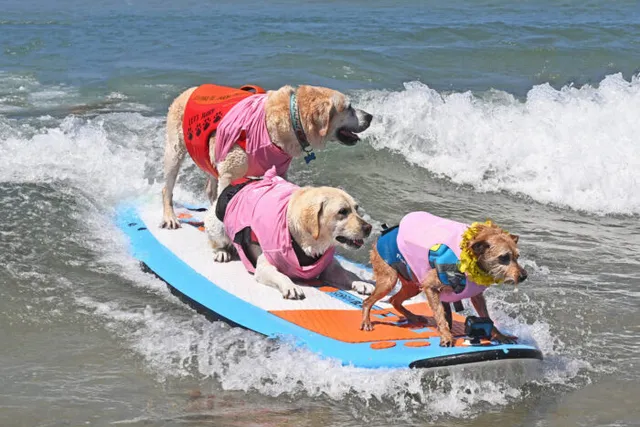 Surf’s Up for the 20th Annual Surf Dog Surf-a-Thon