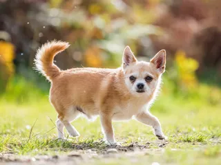 Chorkie (Chihuahua & Yorkshire Terrier Mix): Info, Pictures, Care & More