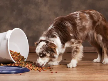 8 Best Dog Foods for Australian Shepherds in 2026: Reviews & Top Picks