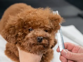 How to Groom a Toy Poodle: 10 Vet-Reviewed Tips & Tricks