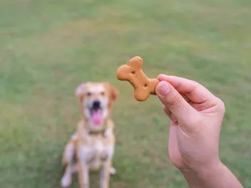 Dog Treats: How Many Is Too Many? Vet-Reviewed Facts & Care Tips