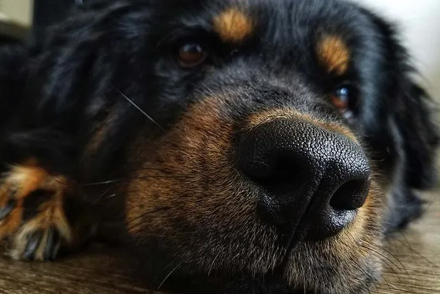 Long-Haired Rottweiler Dog Breed: Info, Pictures, Traits, Care & More