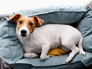 7 Best Heated Dog Beds in 2026 - Review & Top Picks