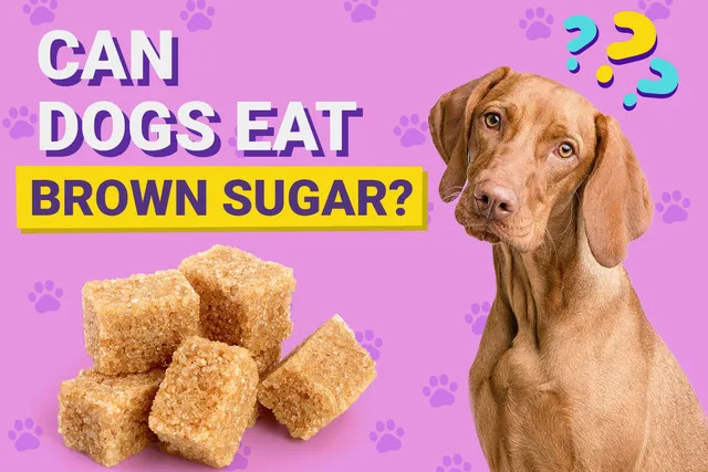 Can Dogs Eat Brown Sugar? Vet-Verified Nutrition Facts & Considerations