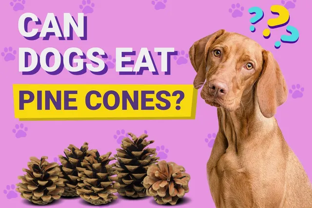 Can Dogs Eat Pine Cones? Vet-Verified Facts, Risks & What to Do