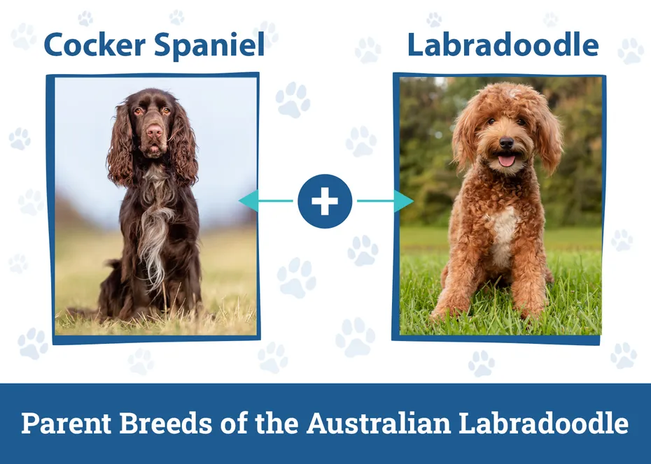 Parent Breeds of the Australian Labradoodle