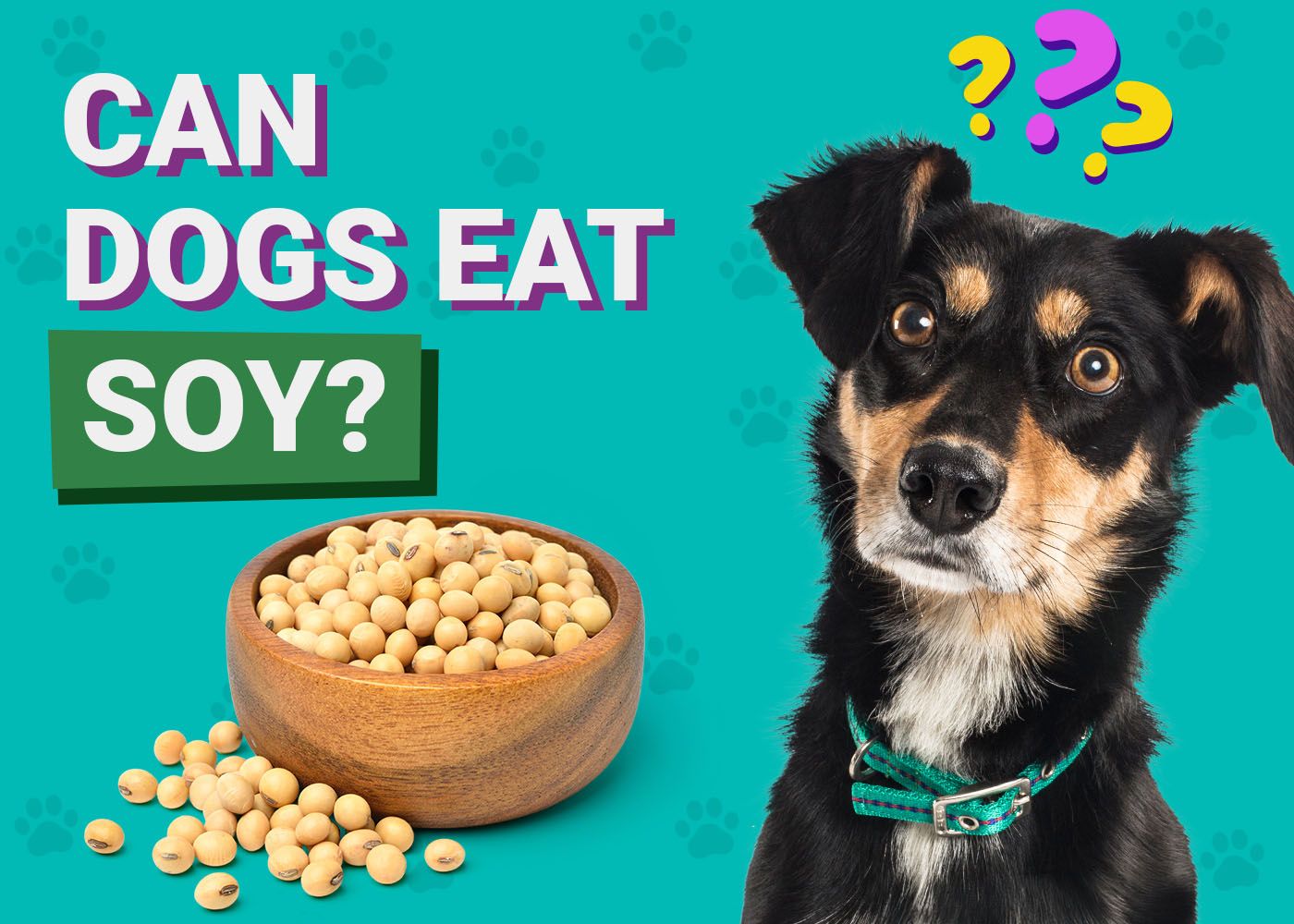 Dogster-Can-Dogs-Eat-Soy