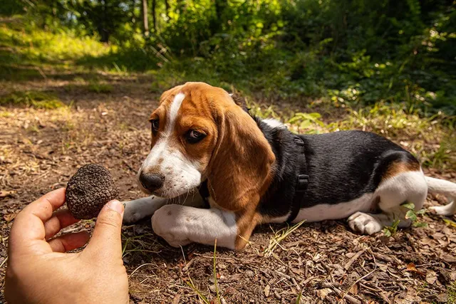 Top 10 Dog Breeds for Truffle Hunting (With Info & Pictures)