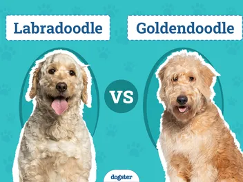 Labradoodle vs. Goldendoodle: The Differences (With Pictures)