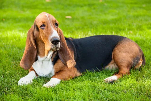 Basset Hound Dog Breed: Info, Pictures, Care, Facts & Traits