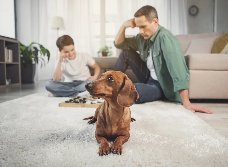 Dachshund in the living room with a father and son playing chess in the background