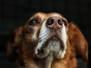 Can a Dog's Nose Get Sunburned? Vet Approved Facts & FAQ