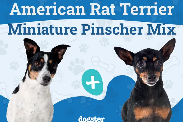 American Rat Pinscher Dog Breed: Info, Pictures, Care, & Facts