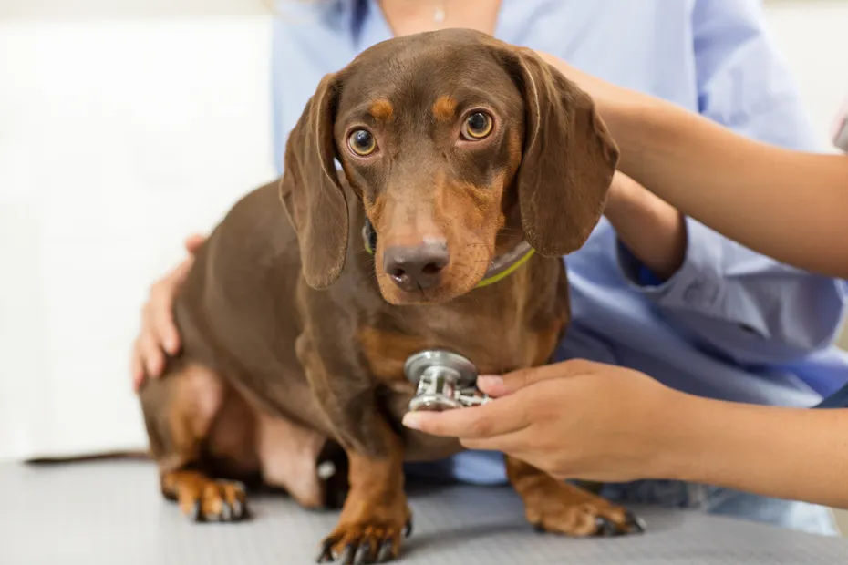 Dachshund Dog Vet Checkup