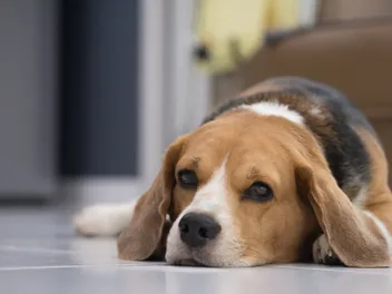 How Can I Help Dogs in Need? 10 Great Ways to Give Back