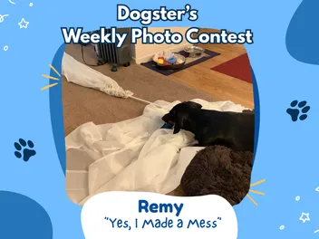 Dogster’s Weekly Photo Contest Winners: Yes, I Made a Mess (August 3, 2026)