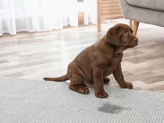 How to Potty Train a Puppy or Dog: Vet-Approved Step-by-Step Guide