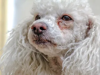 Why Do Dogs Get Eye Boogers & Tear Stains? 6 Vet-Verified Causes & Tips