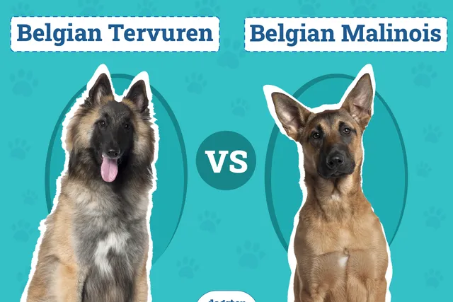 Belgian Tervuren vs Malinois: Differences Explained (With Pictures)